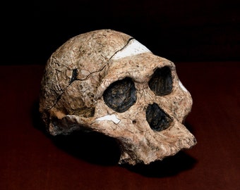ホモ・ハイデルベルゲンシスの頭蓋骨レプリカ - Etsy 日本