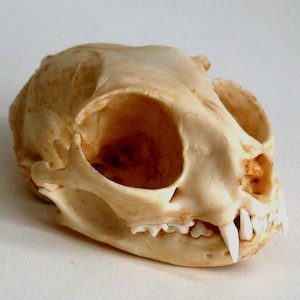 Puede incluir: Primer plano de un cráneo de animal blanco con dientes visibles. El cráneo tiene una gran cuenca del ojo y un hocico pequeño y puntiagudo.