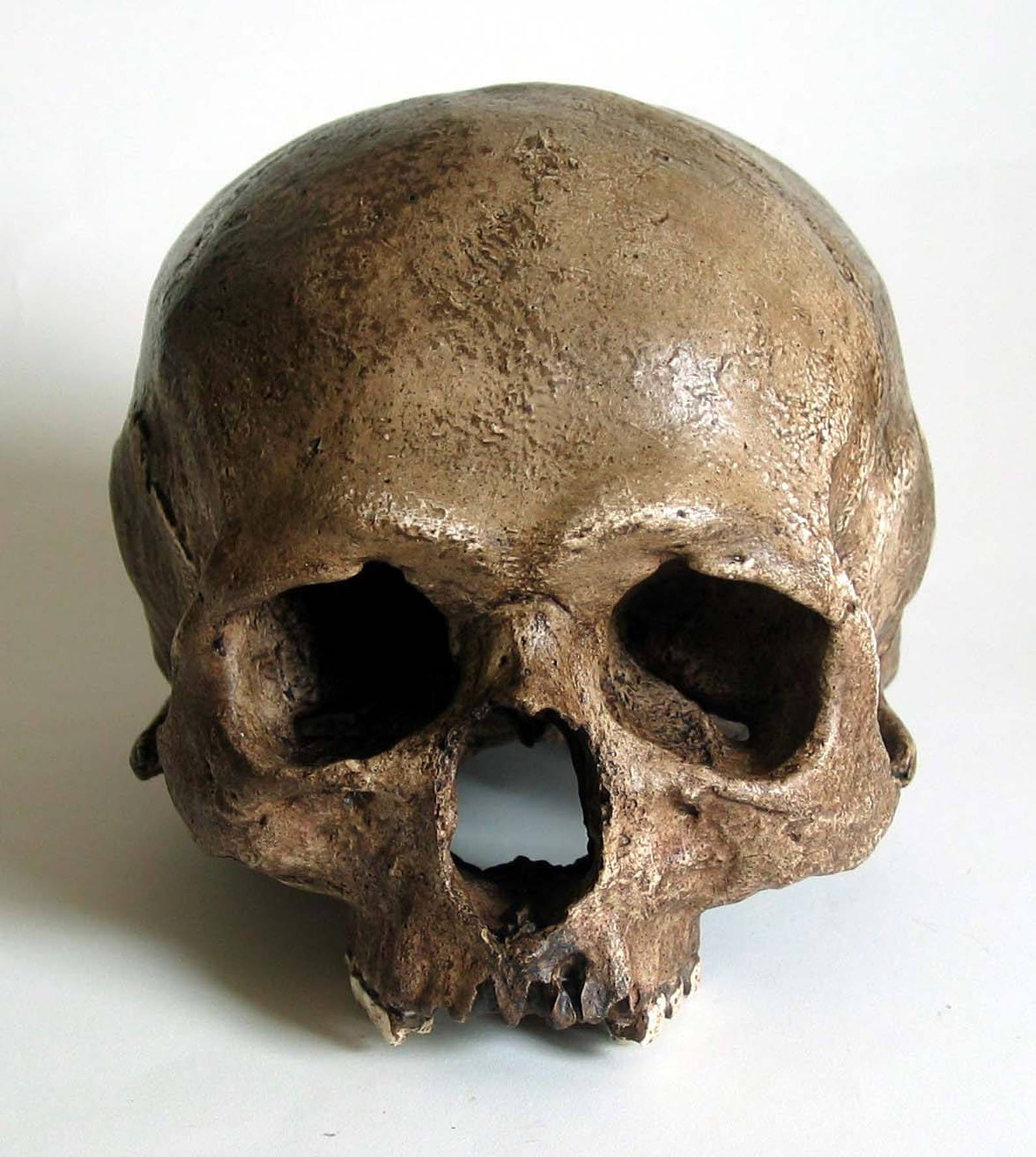 Human Skull Replica | Etsy