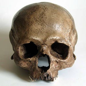 Human Skull Replica/Memento Mori 画像 1