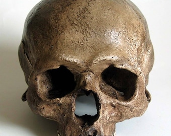 Human Skull Replica/Memento Mori