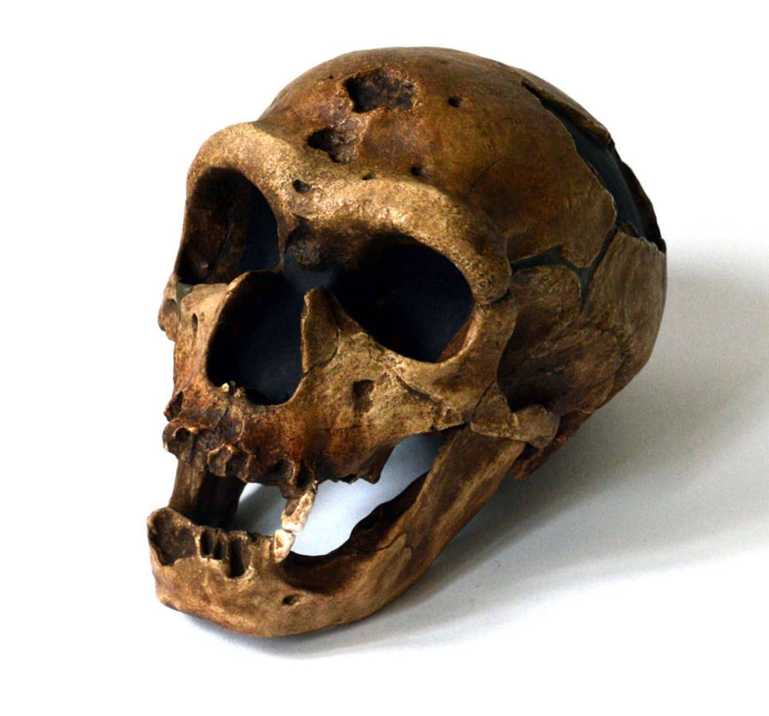 ネアンデルタール人　頭蓋骨　標本　模型　頭蓋骨彫刻 　レア　コレクション Amazon | ネアンデルタール人の頭骨骨を忠実に再現した模型