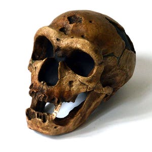 Neanderthal Skull Replica image 1