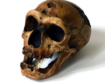 Replica del teschio di Neanderthal