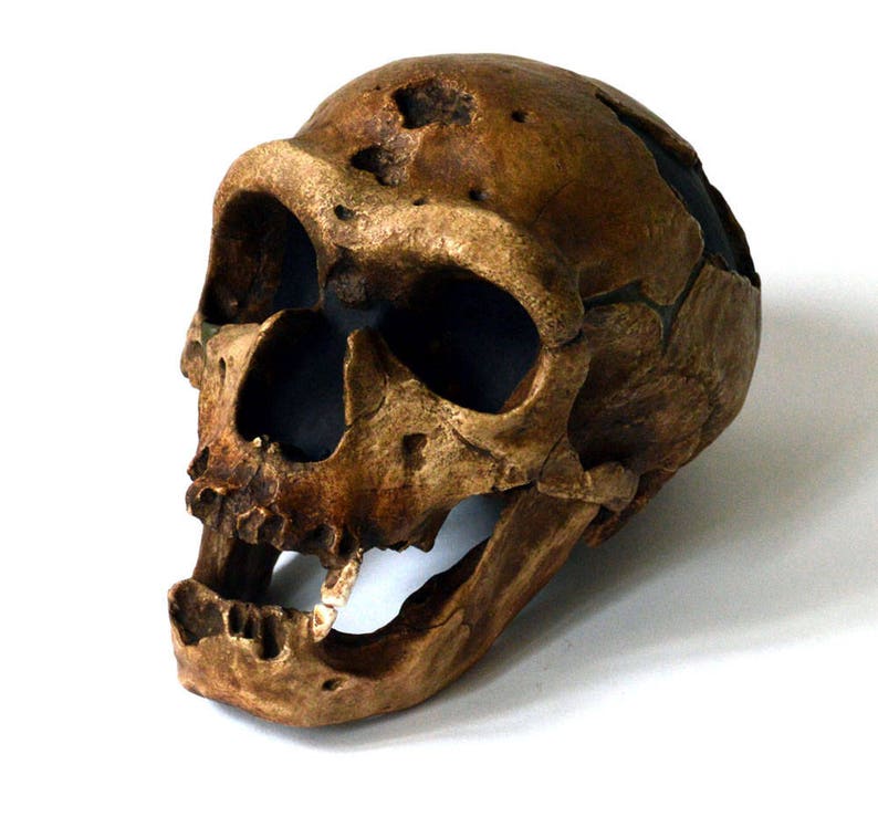 Neanderthal Skull Replica image 1