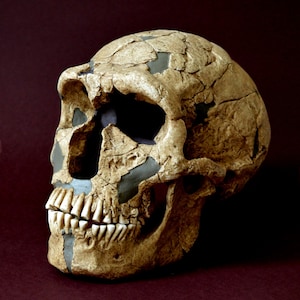 Neanderthal Skull Replica