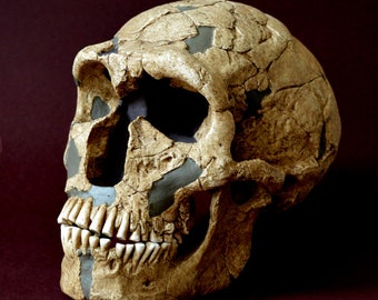 Neanderthal Skull Replica