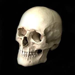 Schädel Replik/Memento Mori