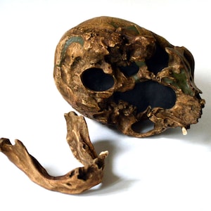 Neanderthal Skull Replica image 3