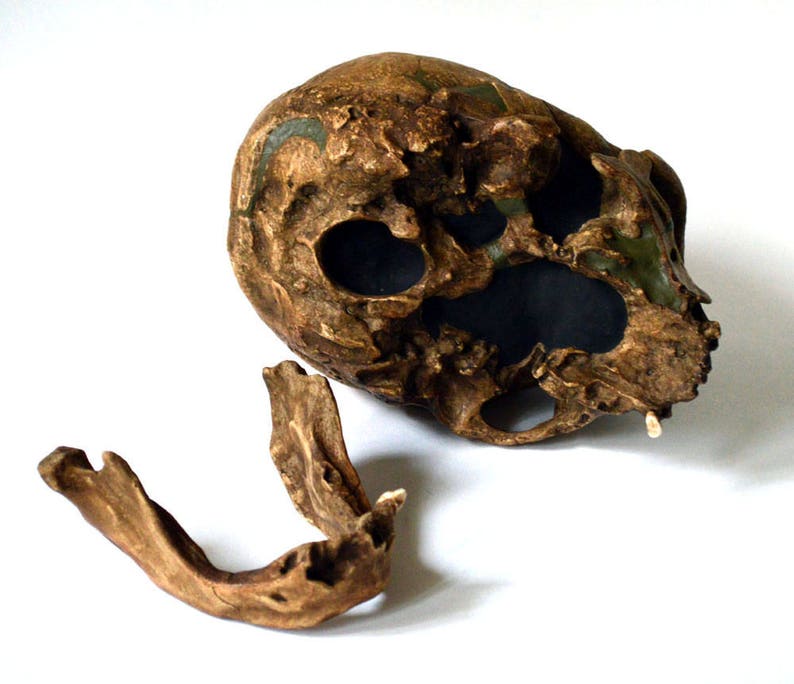 Neanderthal Skull Replica image 3