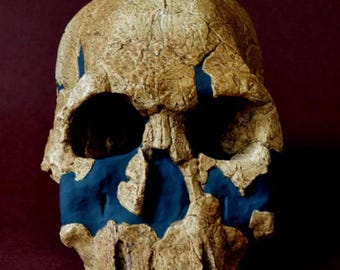 May include: A close-up of a fossilized human skull with a blue reconstruction of the face. The skull is brown and has a rough texture.