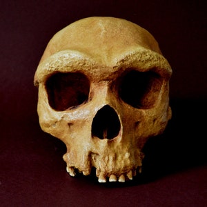 Homo heidelbergensis Skull Replica