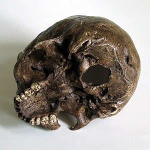 Human Skull Replica/Memento Mori image 2