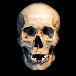 Schädel Replik/Memento Mori