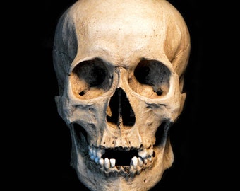 Human Skull Replica/Memento Mori (with Jaw attached)