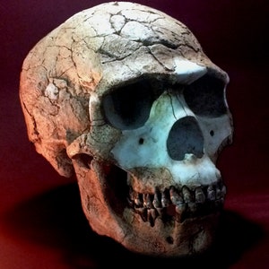 Skhul 5 Skull Replica