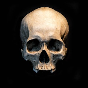 Schädel Replik/Memento Mori
