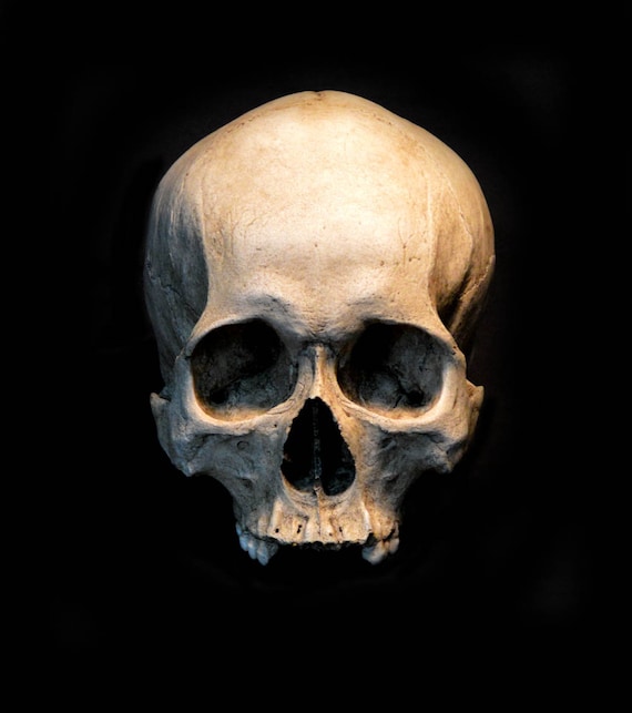 Human Skull Replica/Memento Mori