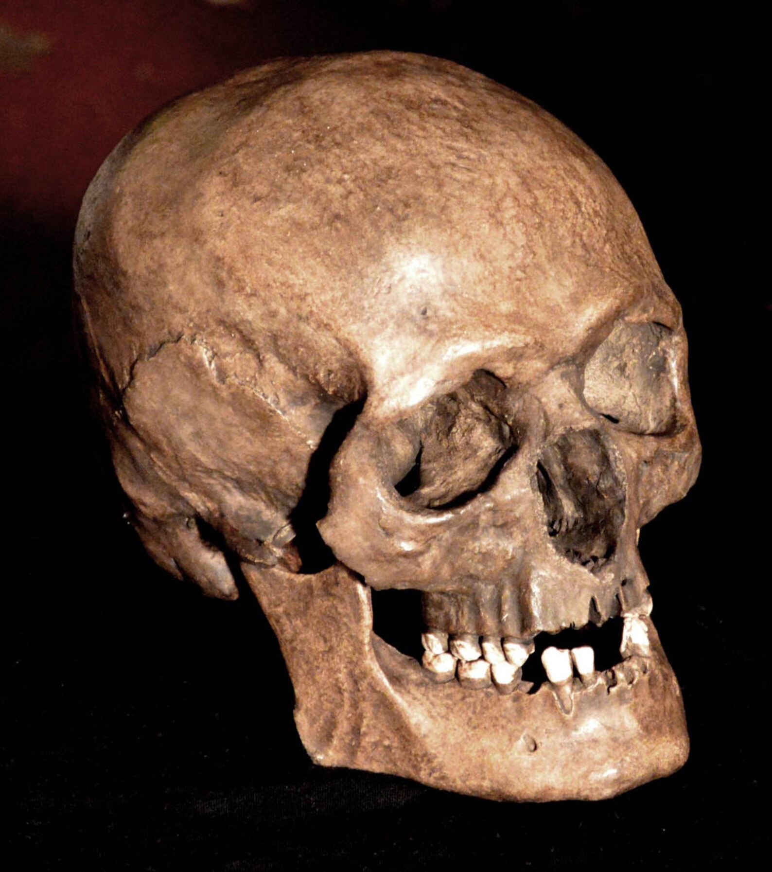 Human Skull Replica | Etsy