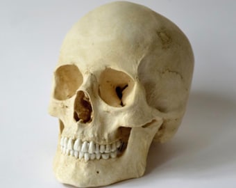 Female Human Skull Replica (with Jaw attached)