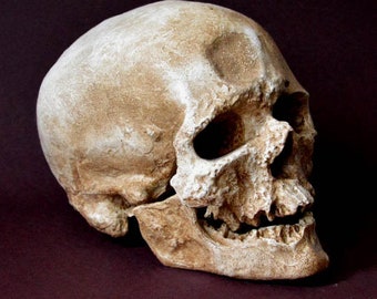 ホモ・ハイデルベルゲンシスの頭蓋骨レプリカ - Etsy 日本