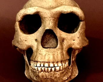 May include: A detailed, off-white human skull replica with prominent eye sockets, a nasal cavity, and a full set of teeth. The skull has a textured surface and is set against a dark red-brown background, creating a stark contrast.
