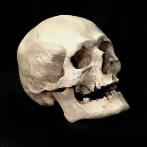 Human Skull Replica/Memento Mori