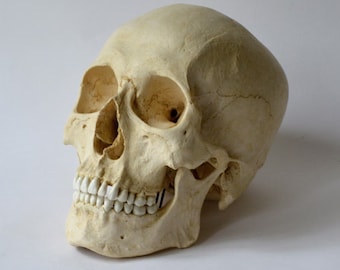 アジアミズオオトカゲの頭蓋骨レプリカ（博物館品質） - Etsy 日本