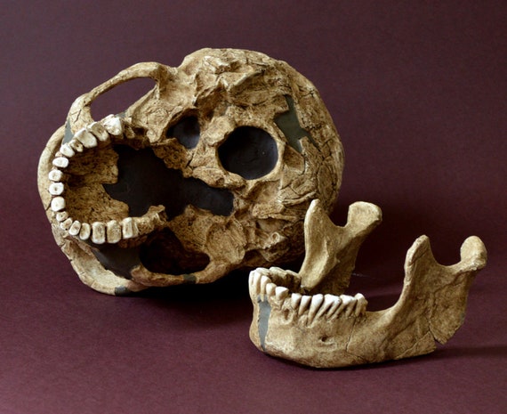 ネアンデルタール人の頭蓋骨のレプリカ - Etsy 日本