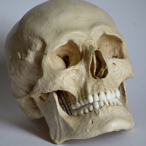 Male Human Skull Replica (with Jaw attached)