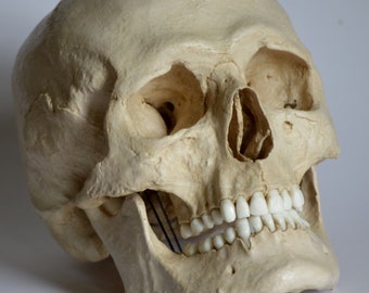 Male Human Skull Replica (with Jaw attached)