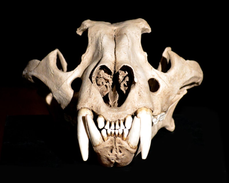 Victorian Antique Tiger Skull Replica Etsy