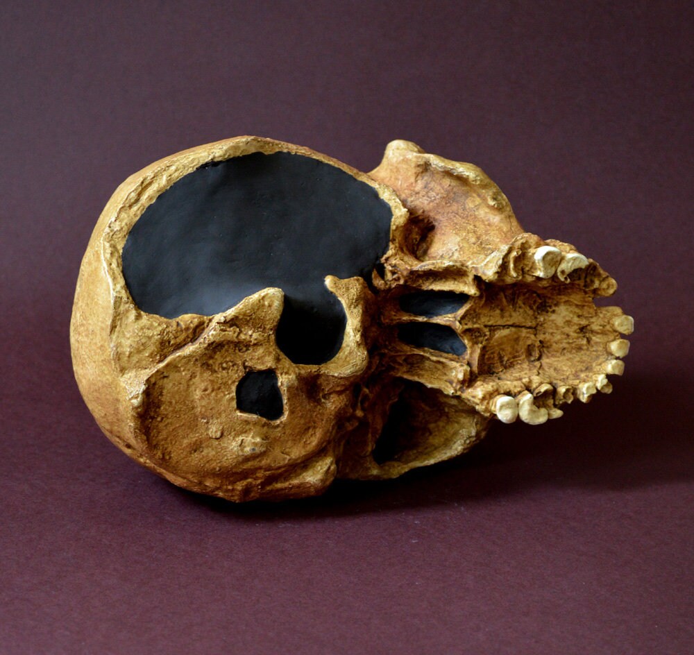 ホモ・ハイデルベルゲンシスの頭蓋骨レプリカ - Etsy 日本