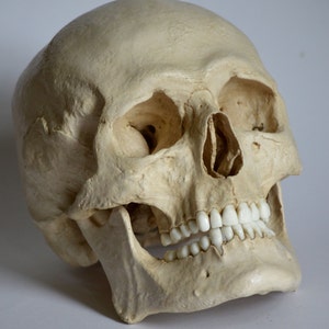 Male Human Skull Replica