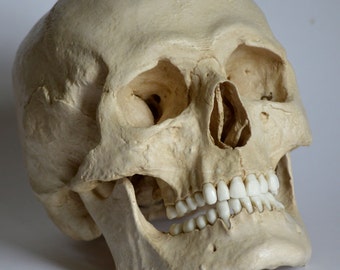 Male Human Skull Replica