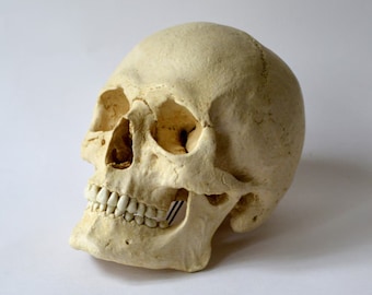 Male Human Skull Replica (with Jaw attached)