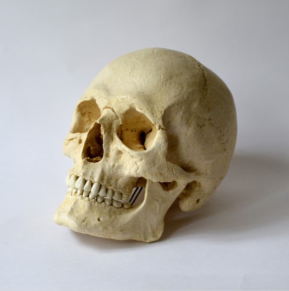 Male Human Skull Replica (with Jaw Attached) - Etsy Canada