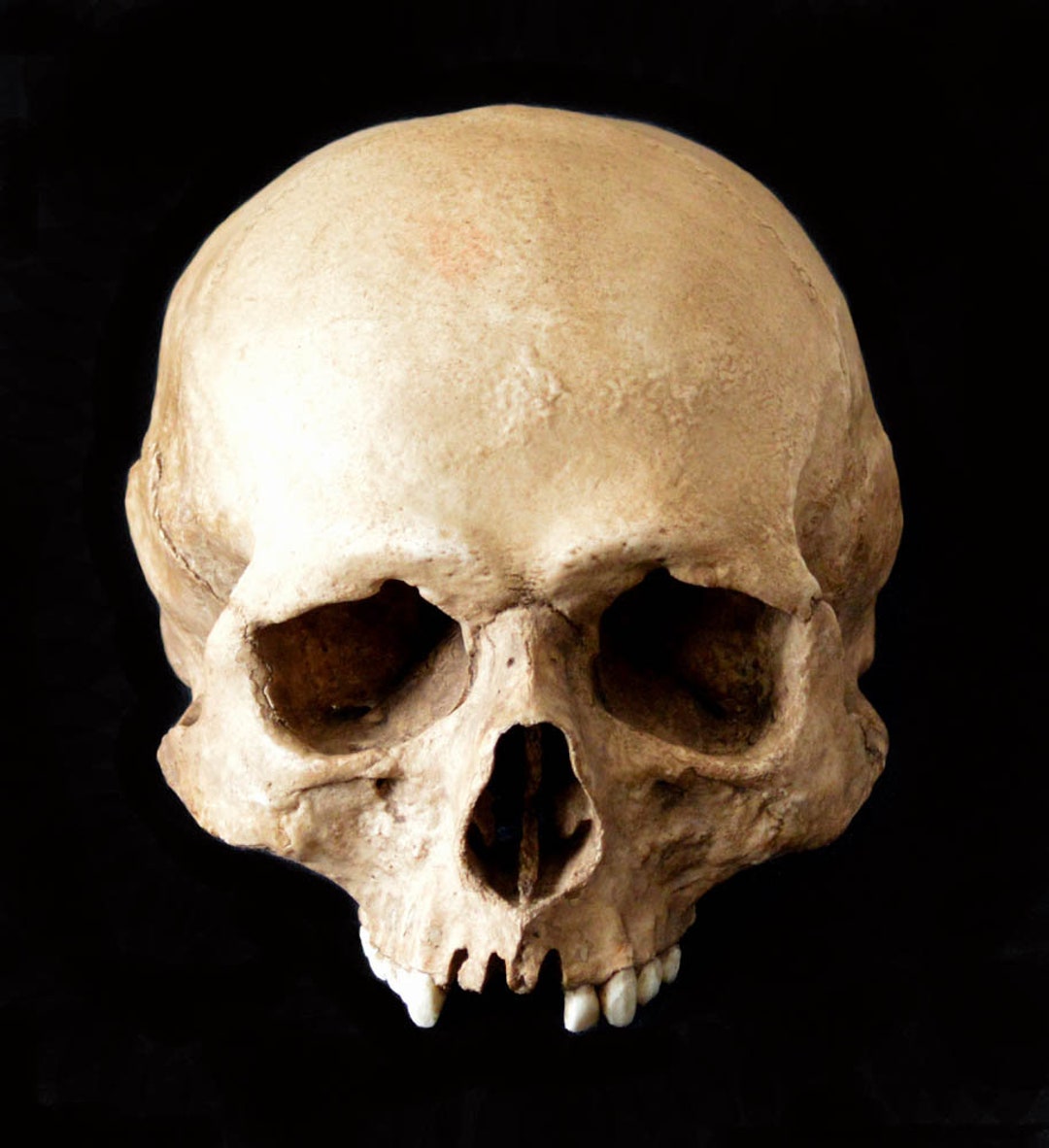 Human Skull Replica/memento Mori - Etsy Canada