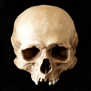 Schädel Replik/Memento Mori