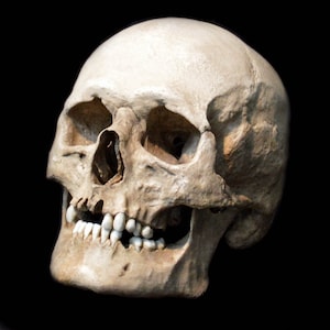 Human Skull Replica/Memento Mori