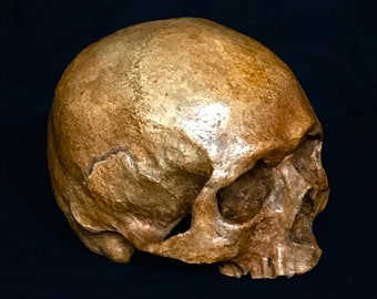 Human Skull Replica/Memento Mori