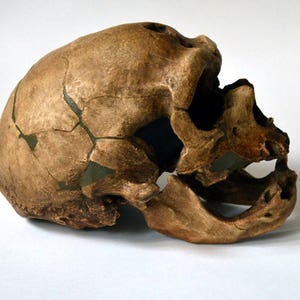 Neanderthal Skull Replica image 2