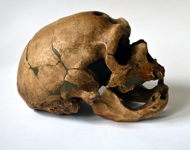 Neanderthal Skull Replica image 2