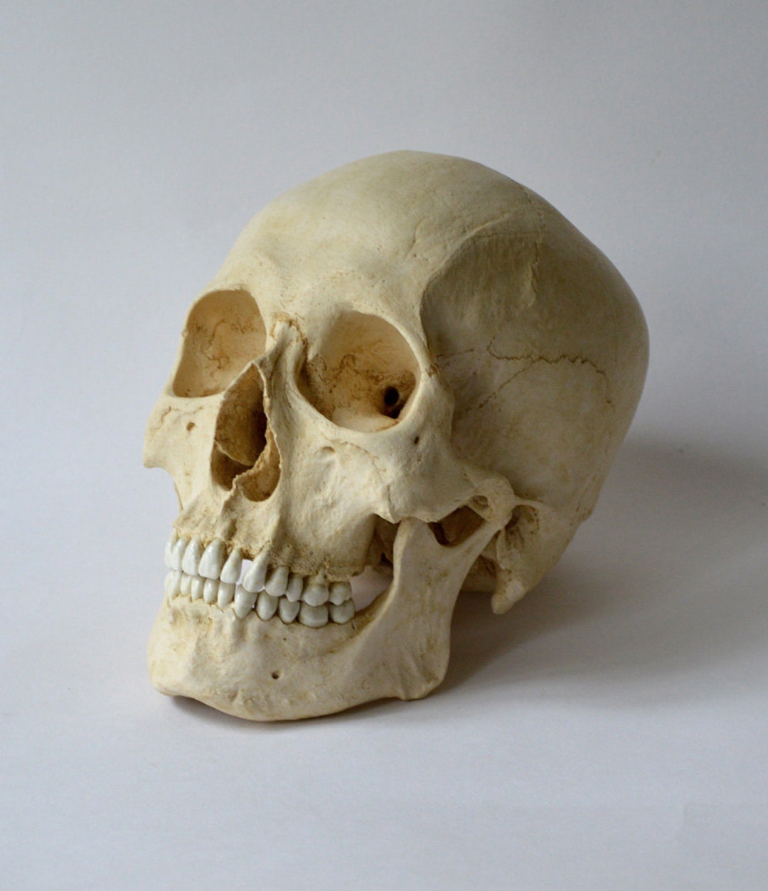 アジア人男性の頭蓋骨のレプリカ - Etsy 日本