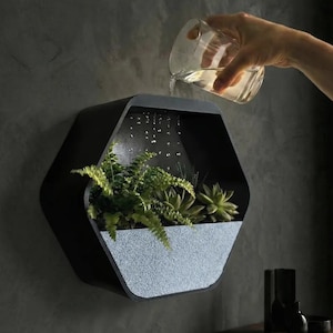 Op de afbeelding: Een zwarte zeshoekige wandplantenbak met een gestructureerd lichtgrijs onderste gedeelte met groene varens en vetplanten. Er wordt water uit een helder glas in de plantenbak gegoten, waardoor er zichtbare druppels in het frame ontstaan.