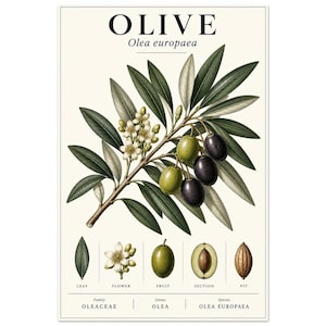 May include: A botanical print titled OLIVE Olea europaea featuring a central branch with green leaves, white flowers, and green and black olives. Below, individual illustrations show a leaf, flower, fruit, cross-section, and pit with labels.