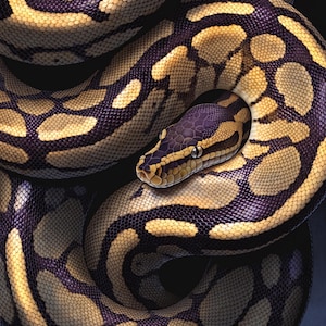 May include: A ball python with a distinct pattern of dark purple and black scales interspersed with large, rounded patches of pale yellow. The snake is coiled in a tight loop, with its head resting centrally atop its own body, showing clear eyes.