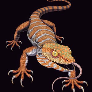 May include: A detailed illustration of a gecko with orange and grey patterned skin, large yellow eyes, and a long, thin tongue extending from its open mouth. The lizard features sharp claws on each foot and a long, striped tail against a black background.