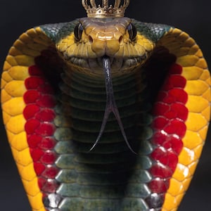 May include: A cobra snake with a flared hood featuring vibrant yellow and red scales, dark green skin, and a black forked tongue. A small, intricate gold-colored metal crown rests directly on top of the snake's head against a dark background.