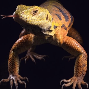 May include: A lizard with yellow and orange scales and dark brown stripes across its back. The lizard has a textured, scaly appearance, sharp claws on its feet, and its pink tongue is extended outward from its mouth against a black background.